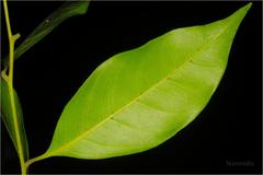 Reinwardtiodendron anamalaiense